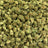 Kandy Kush bulk THCA flower — Plain Jane 1 lb