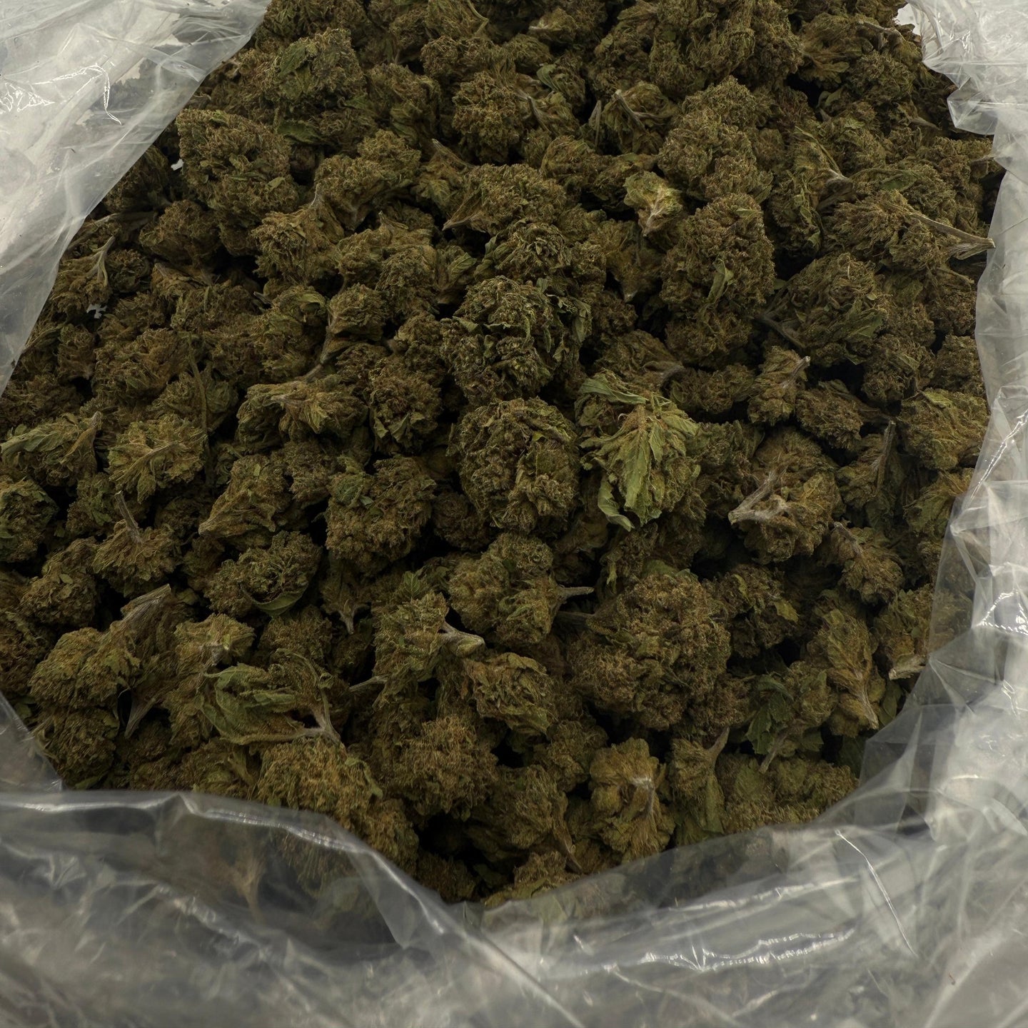 Kandy Runtz bulk THCA flower — Plain Jane 1 lb