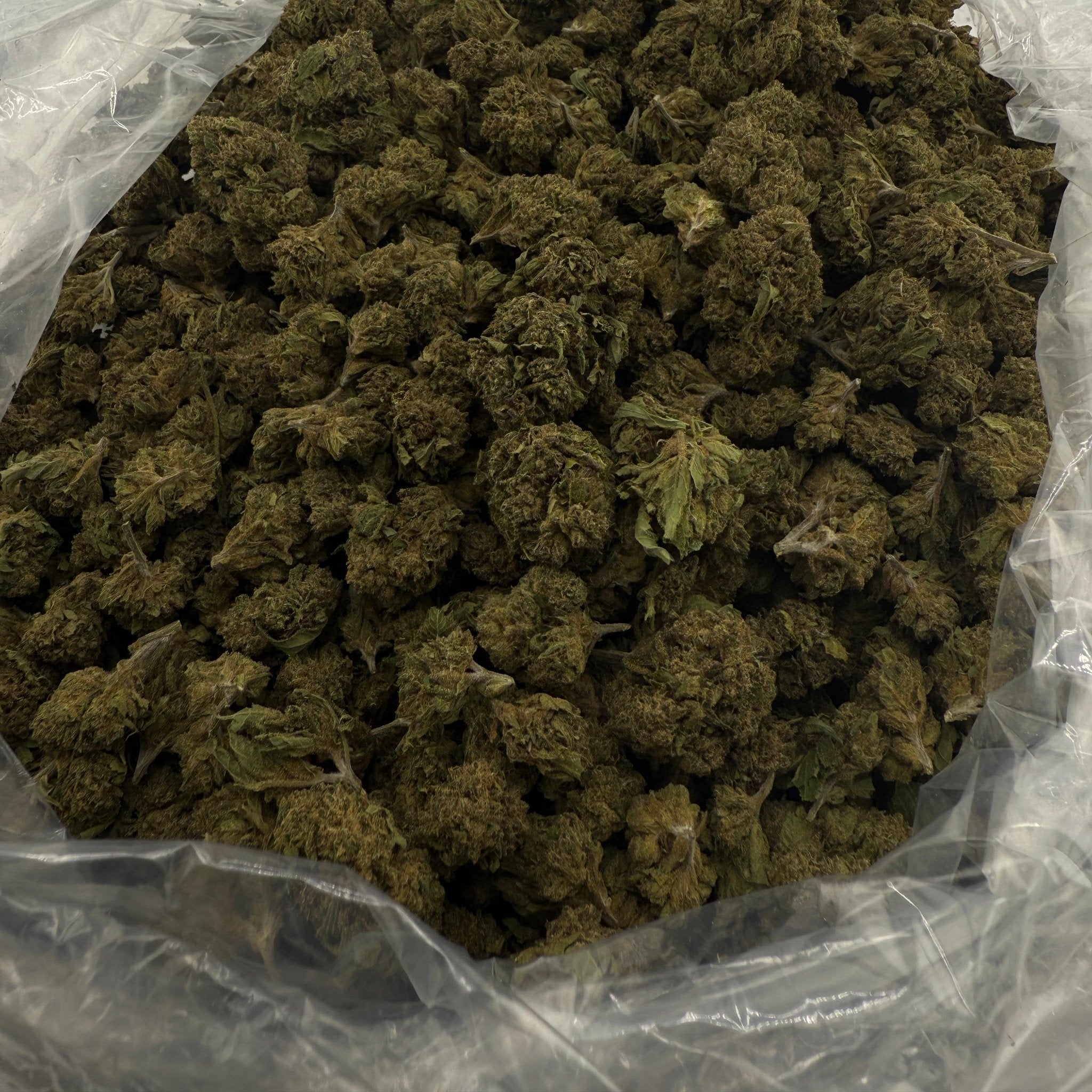 Kandy Runtz bulk THCA flower — Plain Jane 1 lb