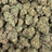 Kandy Runtz bulk THCA flower — Plain Jane 1 lb