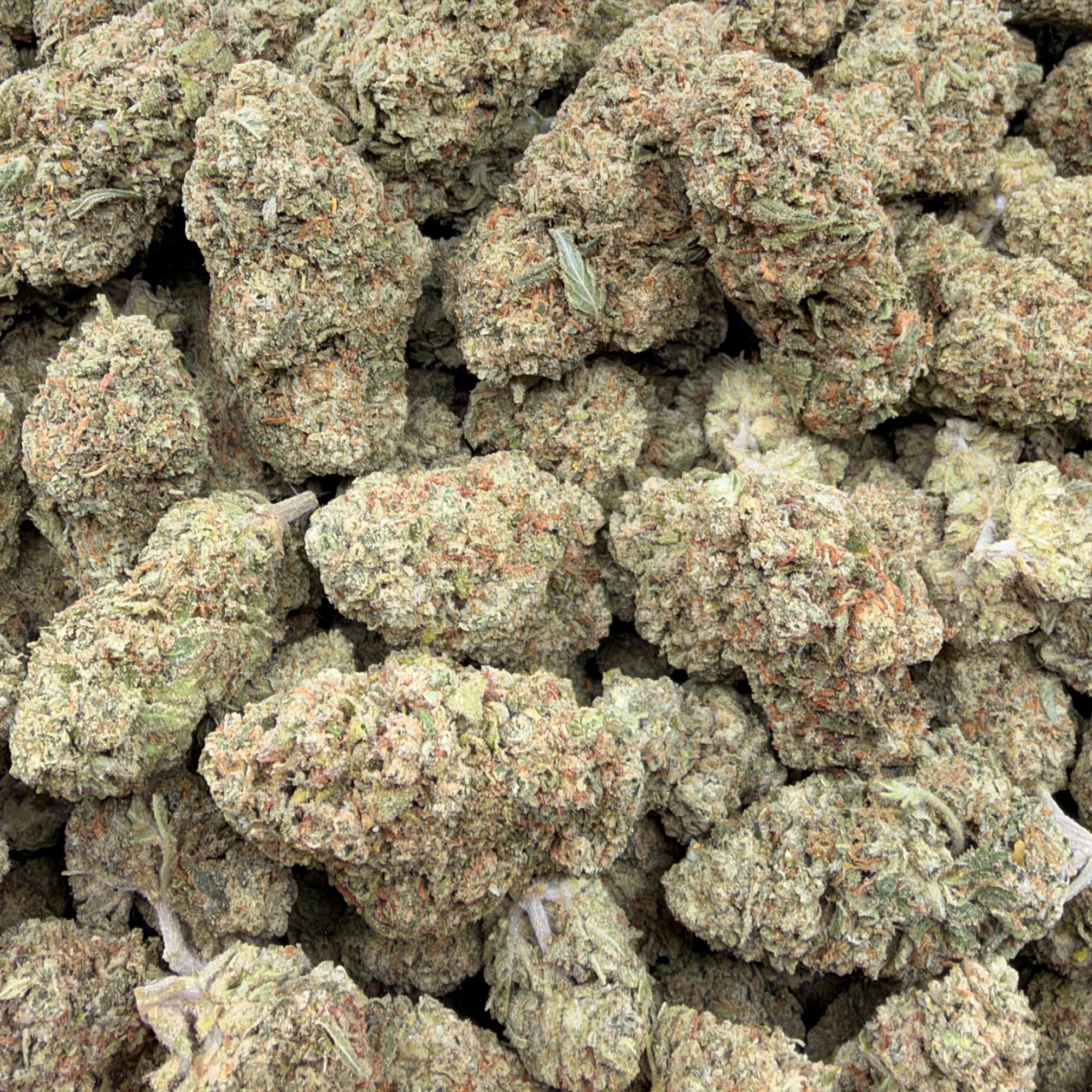 Key Lime bulk THCA flower — Plain Jane 1 lb