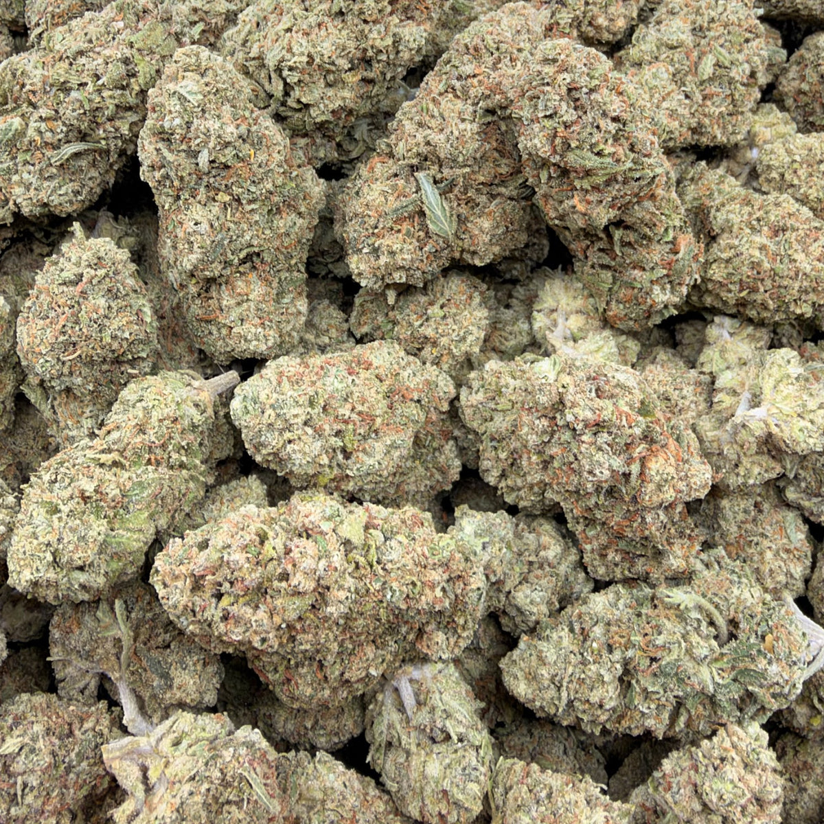 Key Lime bulk THCA flower — Plain Jane 1 lb