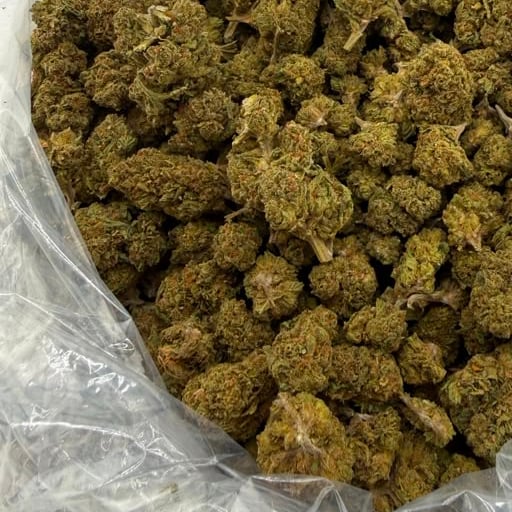 Kush Mintz bulk THCA flower — Plain Jane 1 lb