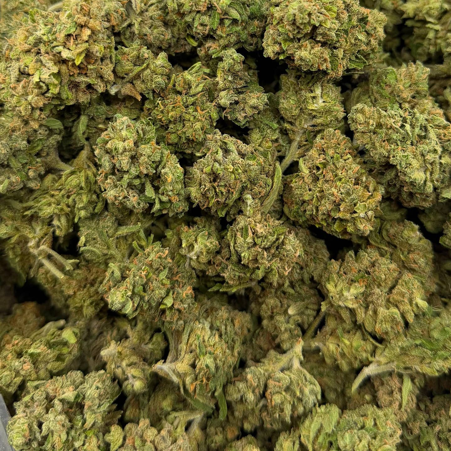 Kush Pie bulk THCA flower — Plain Jane 1 lb