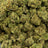 Kush Pie bulk THCA flower — Plain Jane 1 lb