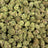 LA Cheese bulk THCA flower — Plain Jane 1 lb