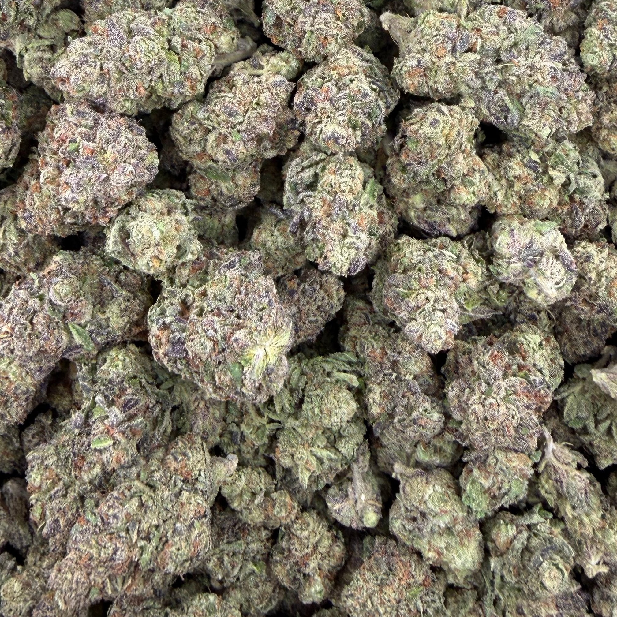 Laffy Taffy bulk THCA flower — Plain Jane 1 lb