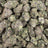Laffy Taffy bulk THCA flower — Plain Jane 1 lb