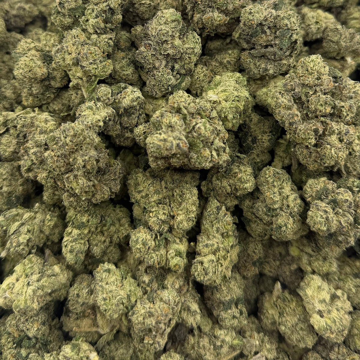 Laffy Taffy bulk THCA flower — Plain Jane 1 lb