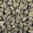 LCG bulk THCA flower — Plain Jane 1 lb