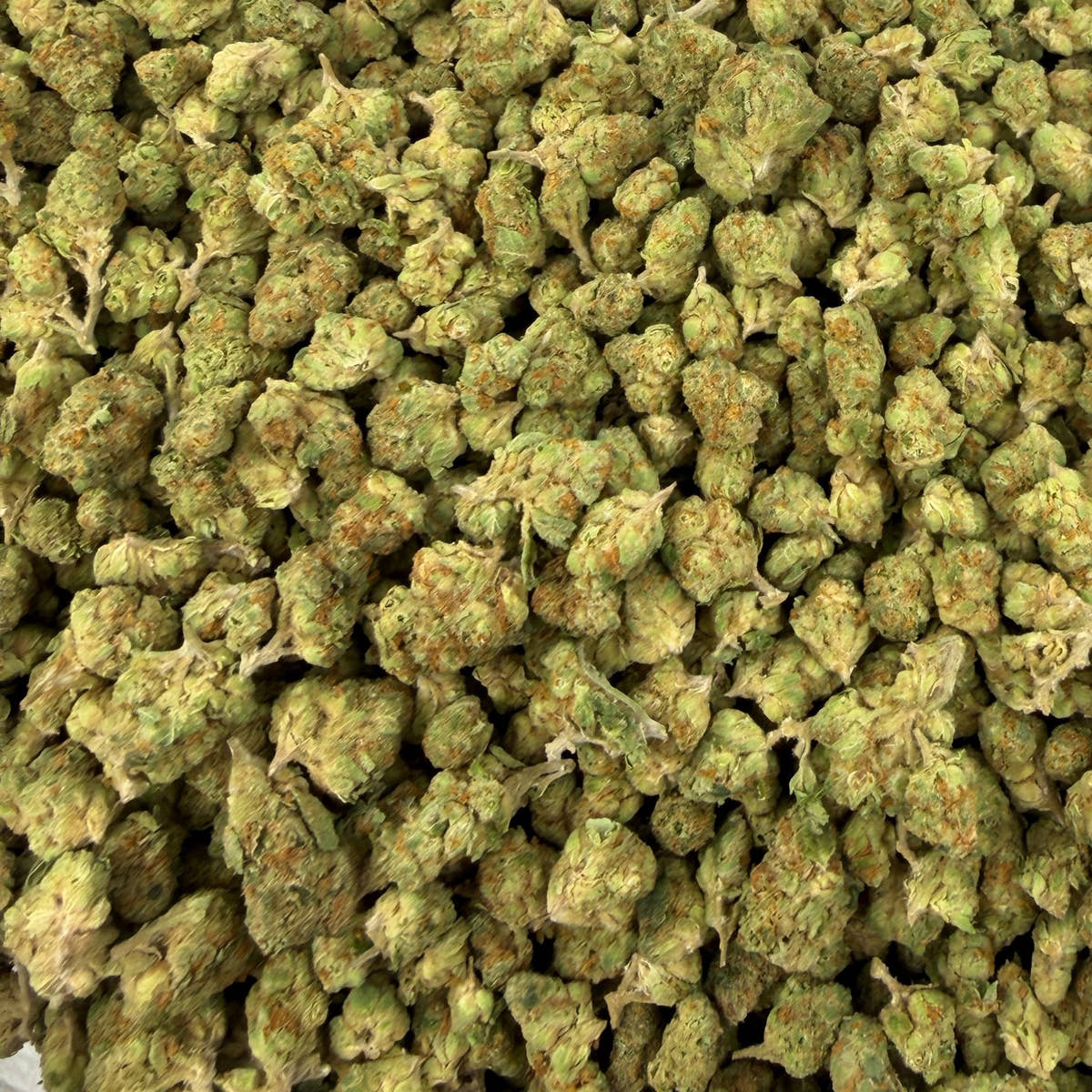 Lemon Bars bulk THCA flower — Plain Jane 1 lb