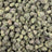 Lemon Cherry Gelato bulk THCA flower — Plain Jane 1 lb