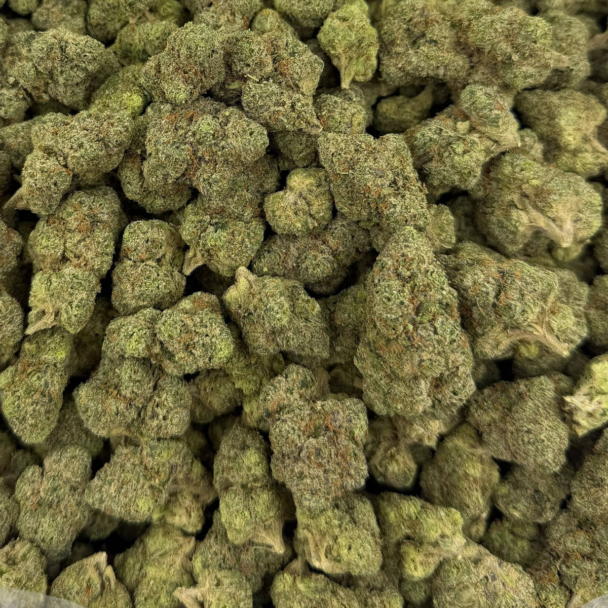 Lemon Cherry Runtz bulk THCA flower — Plain Jane 1 lb