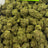 Lemon Freeze bulk THCA flower — Plain Jane 1 lb