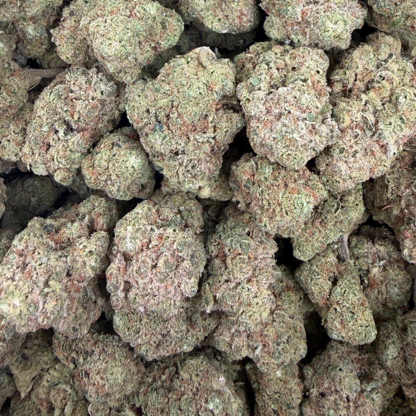 Lemon Freeze bulk THCA flower — Plain Jane 1 lb