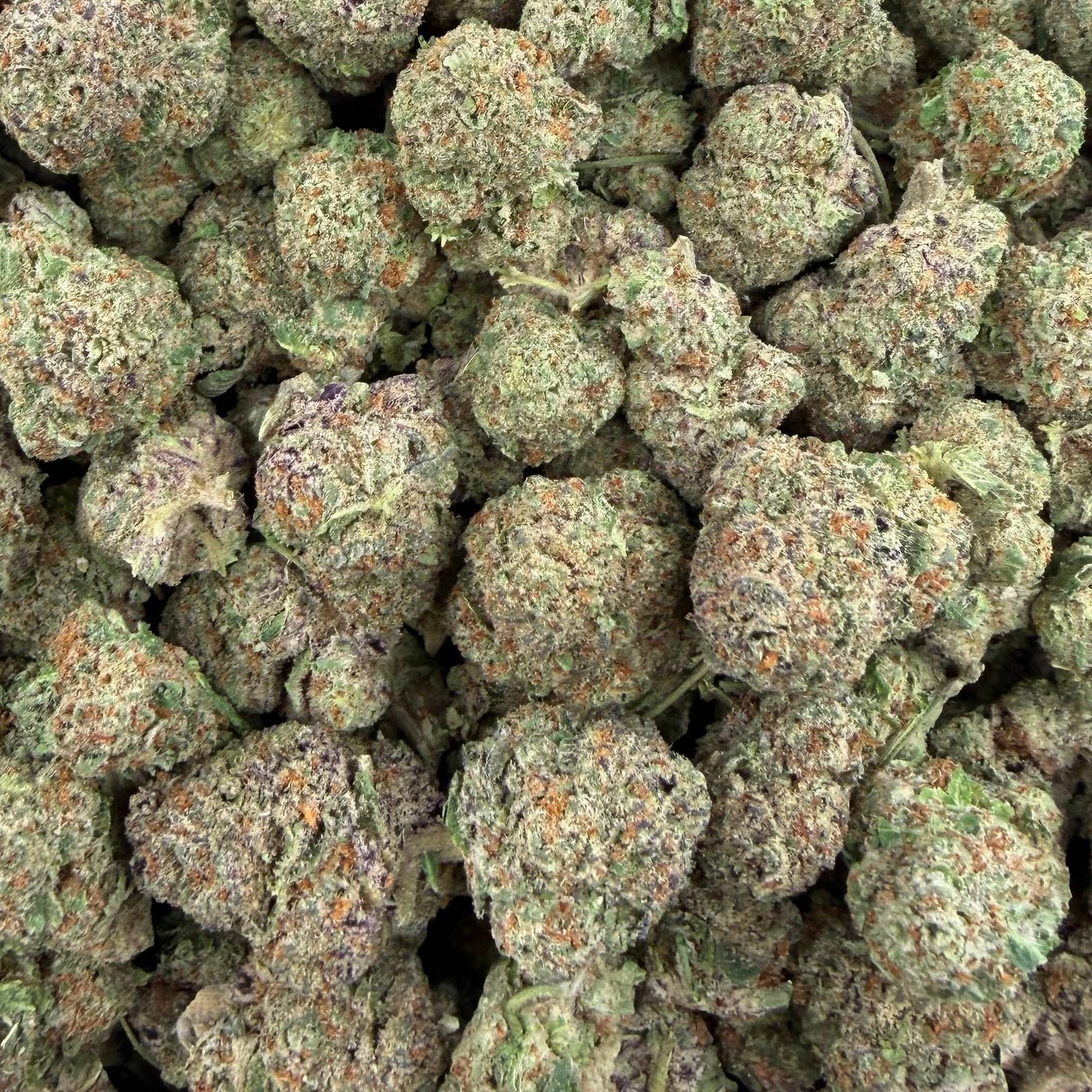 Lemon Gas Mask bulk THCA flower — Plain Jane 1 lb