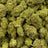 Lemon Haze bulk THCA flower — Plain Jane 1 lb