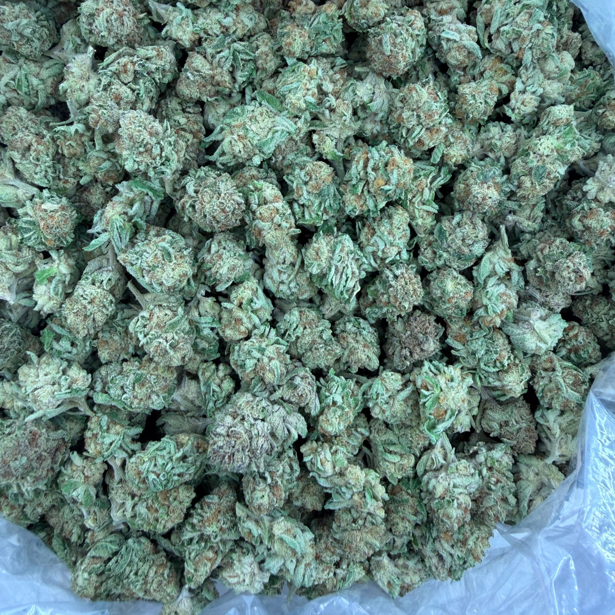 Lemon Headz bulk THCA flower — Plain Jane 1 lb
