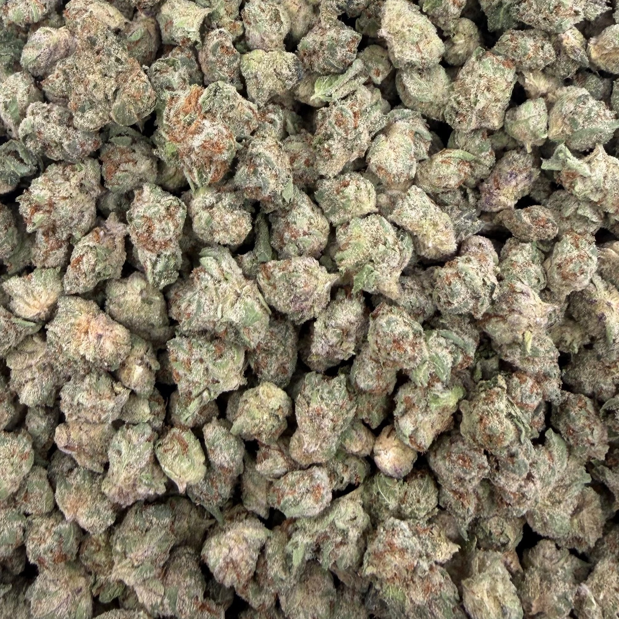 Lizard Burger bulk THCA flower — Plain Jane 1 lb