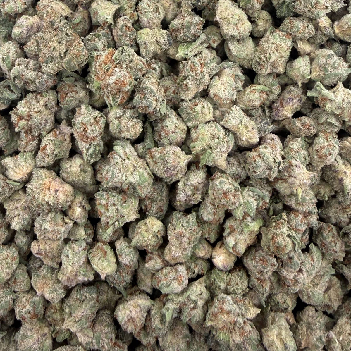 Lizard Burger bulk THCA flower — Plain Jane 1 lb