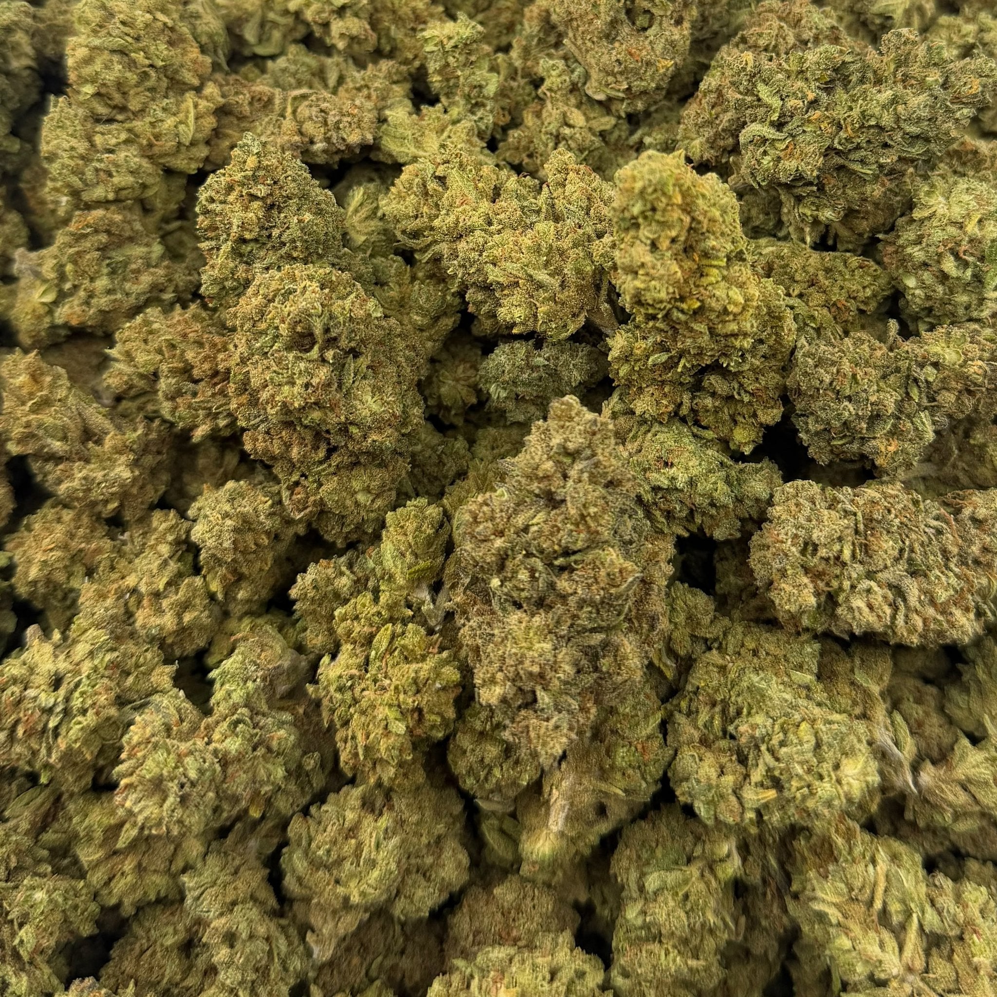 Mango Cream bulk THCA flower — Plain Jane 1 lb