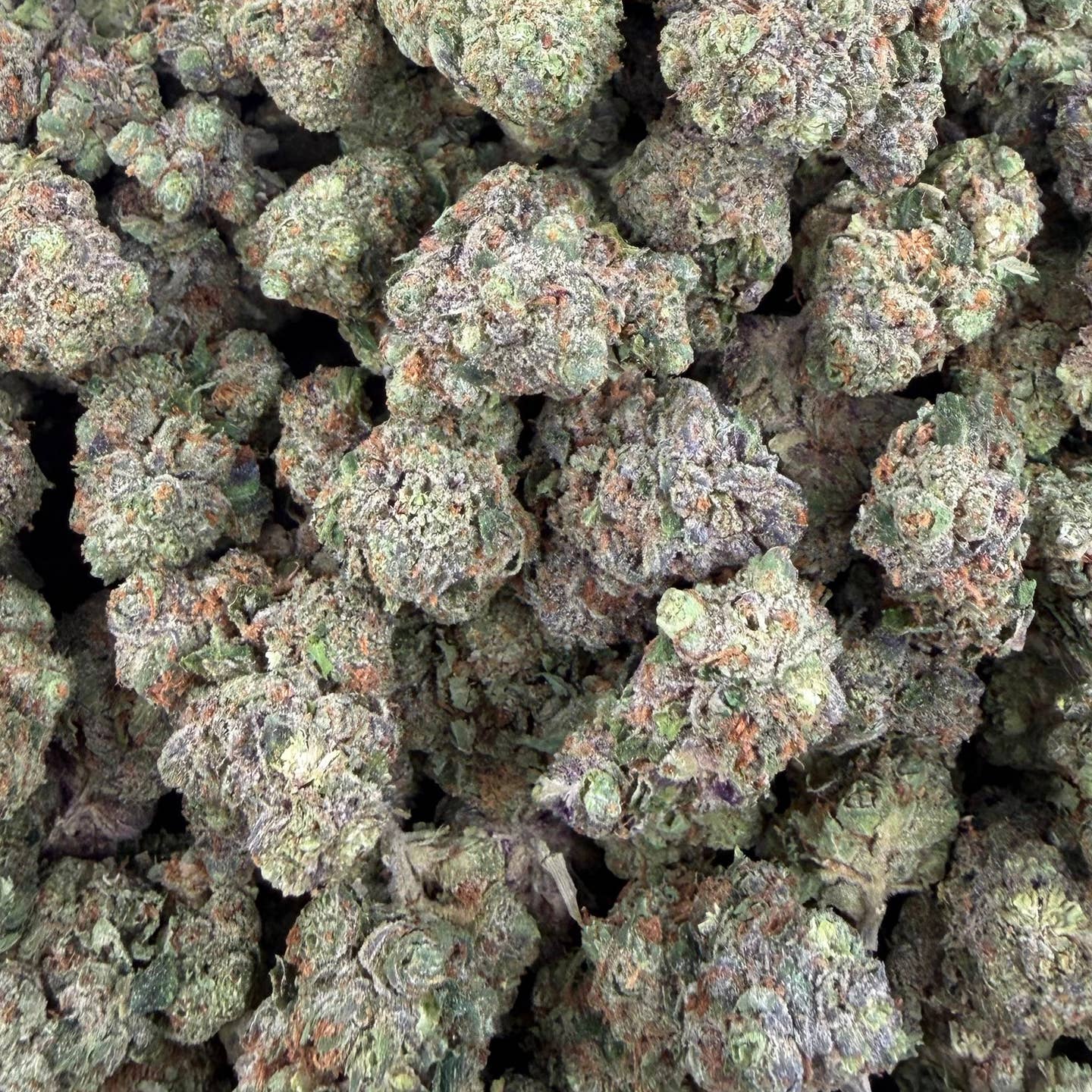 Miami Heat bulk THCA flower — Plain Jane 1 lb