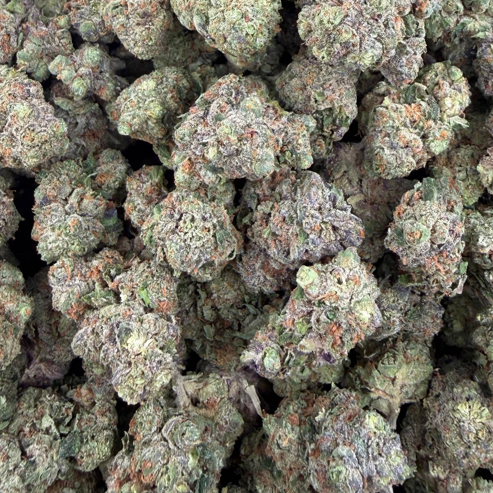 Miami Heat bulk THCA flower — Plain Jane 1 lb