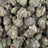 Miami Heat bulk THCA flower — Plain Jane 1 lb