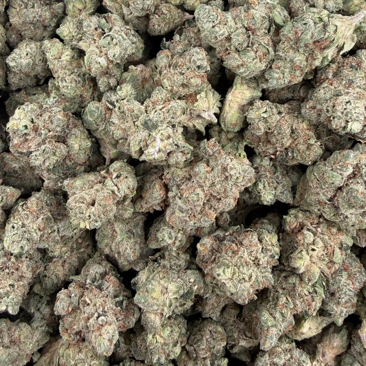 Miami Heat bulk THCA flower — Plain Jane 1 lb