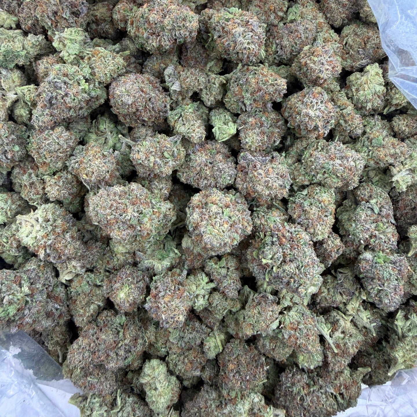 Mimosa bulk THCA flower — Plain Jane 1 lb