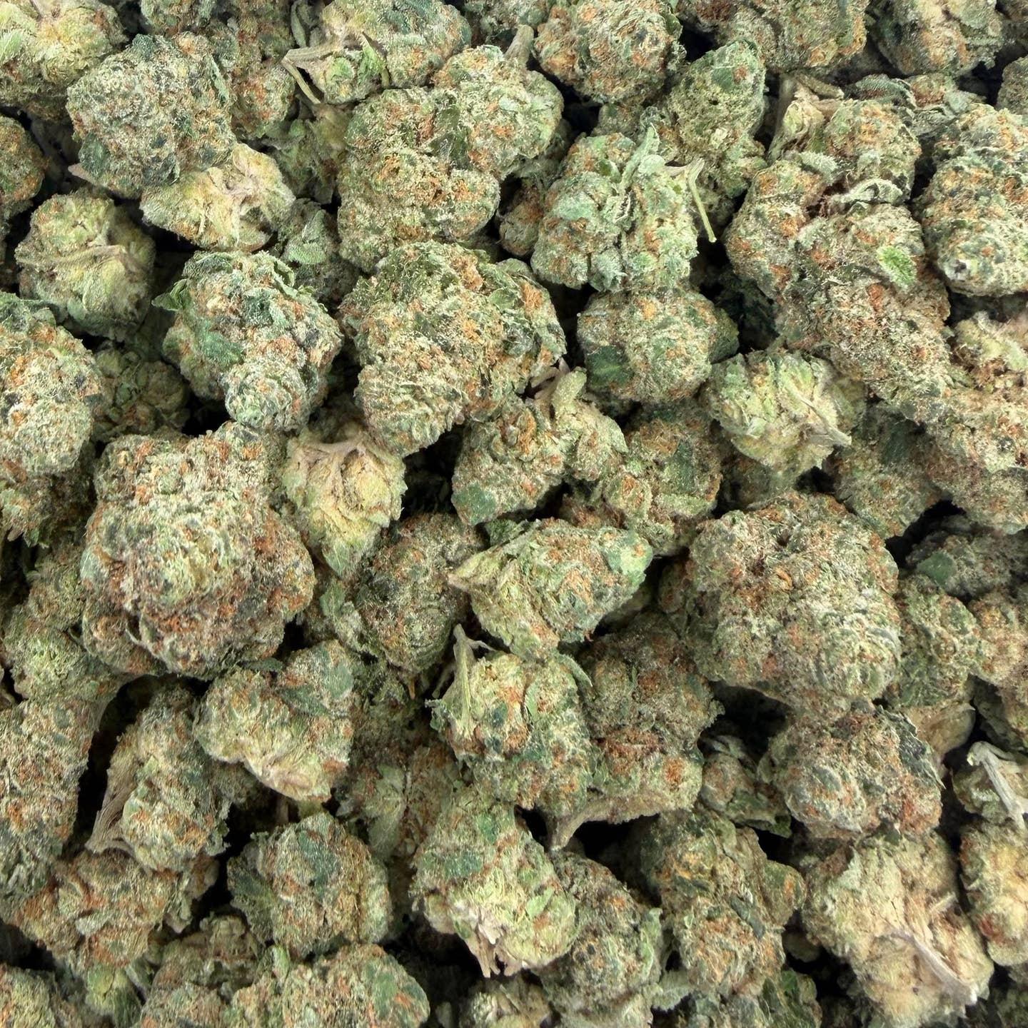 Miracle Mintz bulk THCA flower — Plain Jane 1 lb