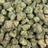 Miracle Mintz bulk THCA flower — Plain Jane 1 lb