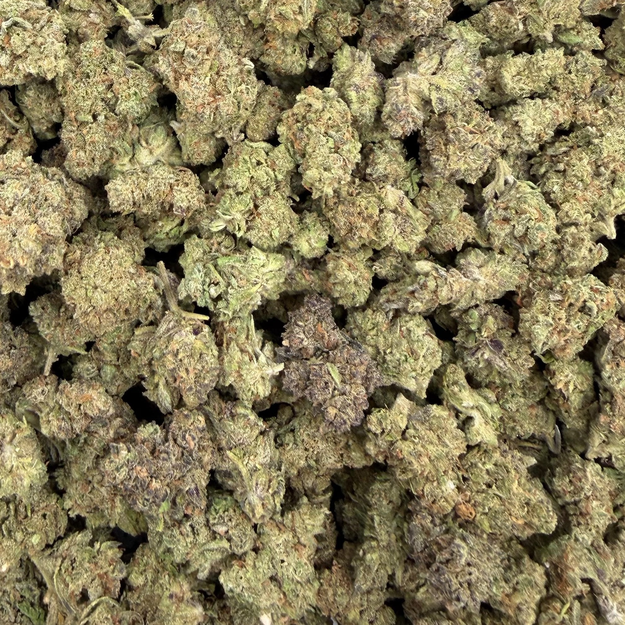 Miracle Mintz bulk THCA flower — Plain Jane 1 lb