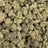 Miracle Mintz bulk THCA flower — Plain Jane 1 lb