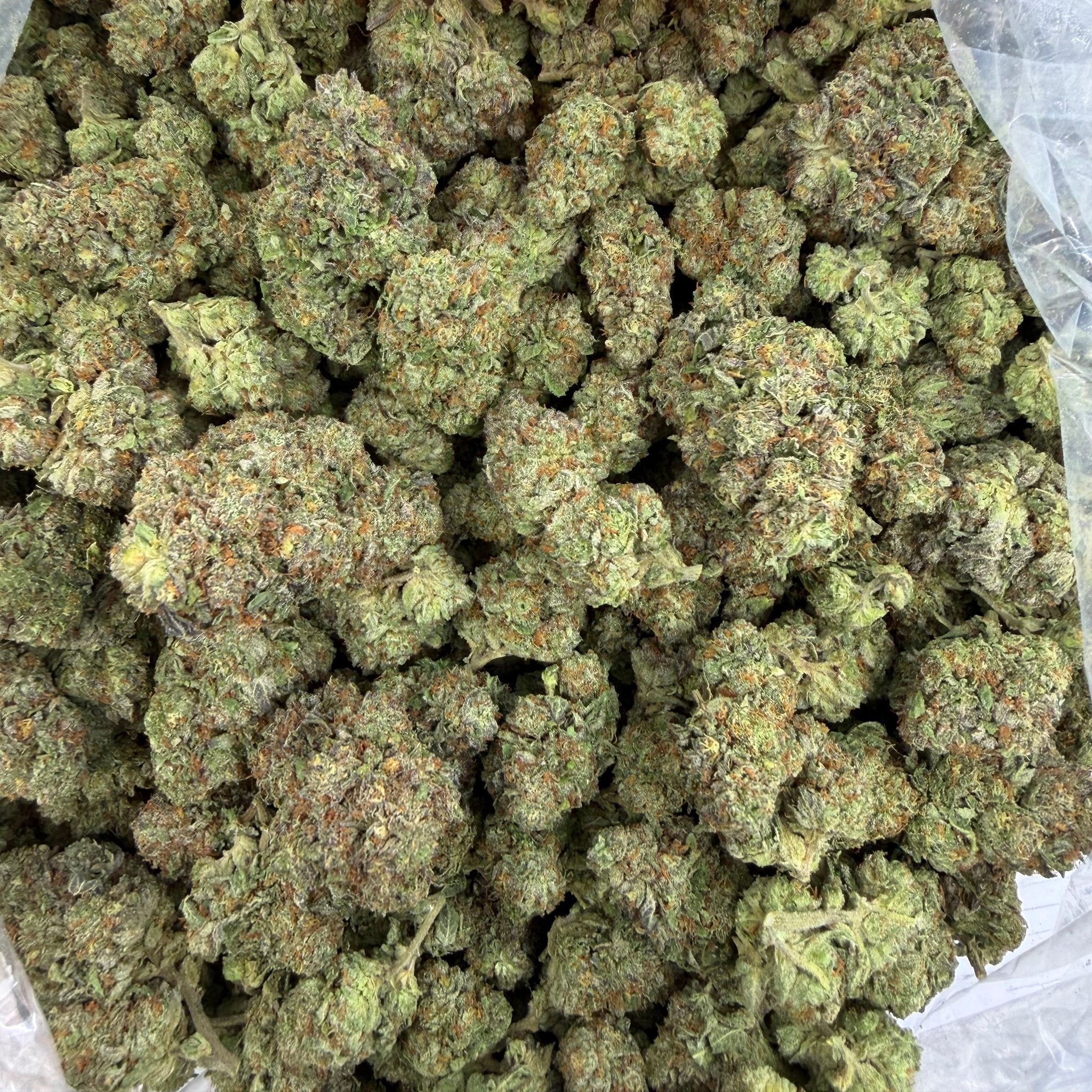 MJ Mintz bulk THCA flower — Plain Jane 1 lb