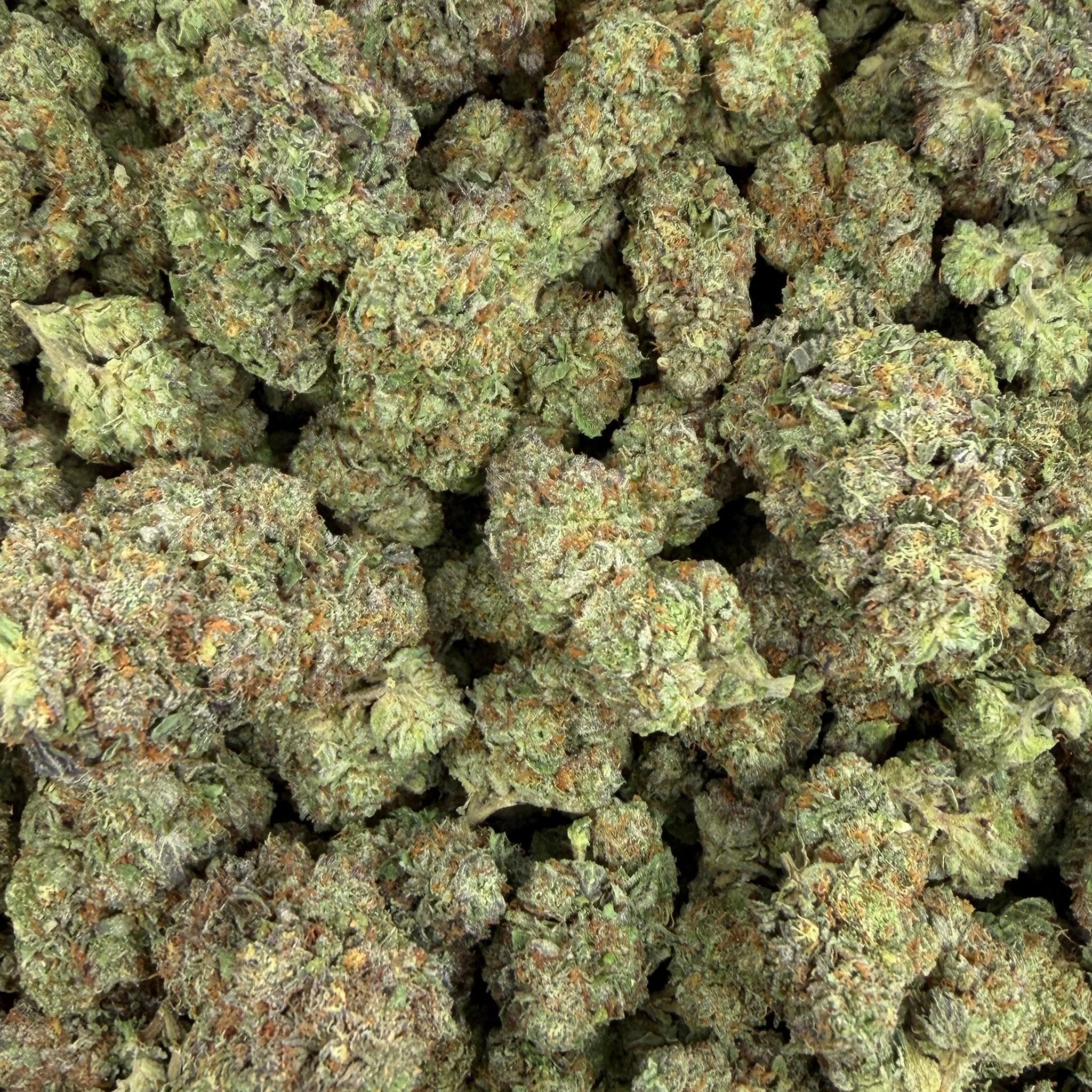 MJ Mintz bulk THCA flower — Plain Jane 1 lb