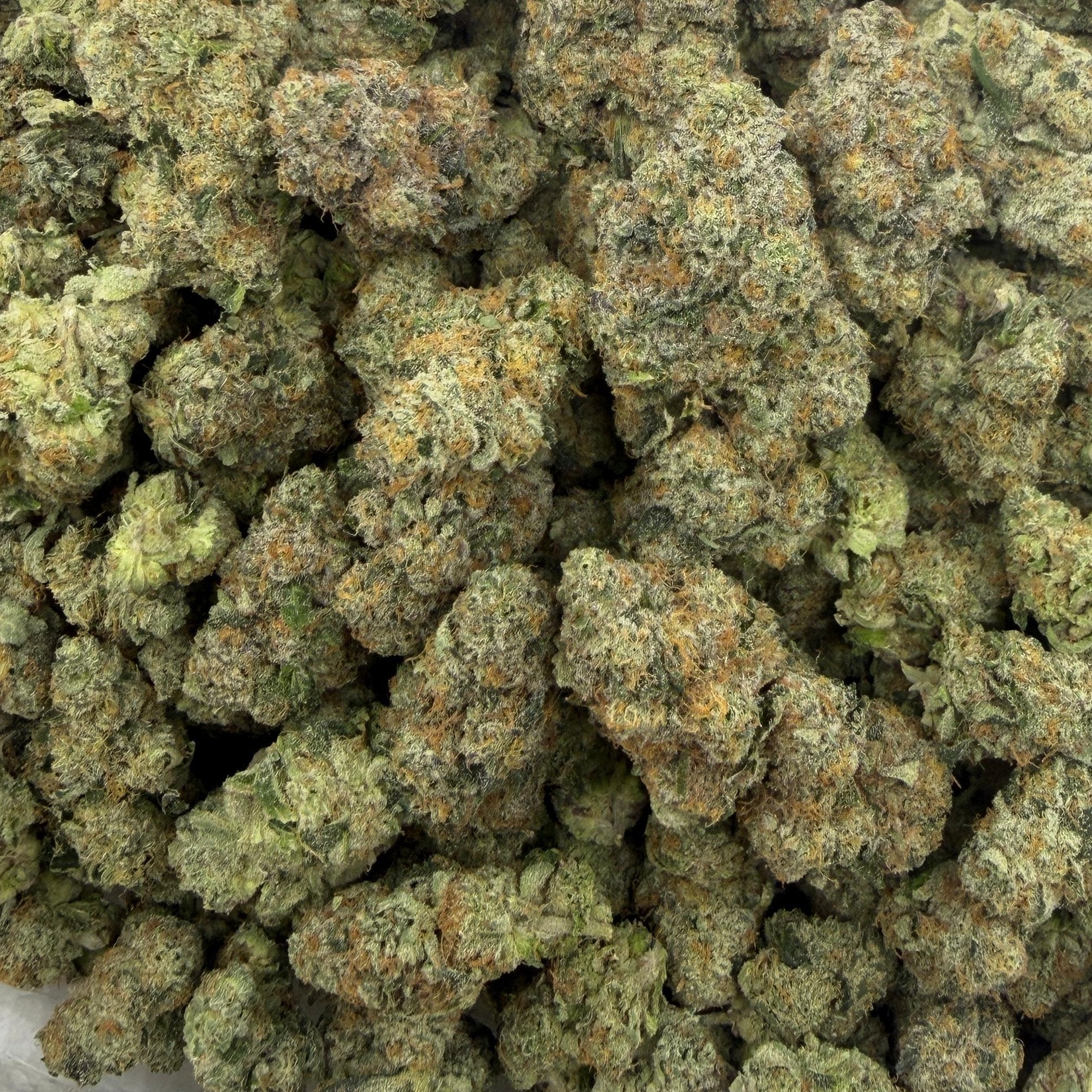 Moby Dick bulk THCA flower — Plain Jane 1 lb