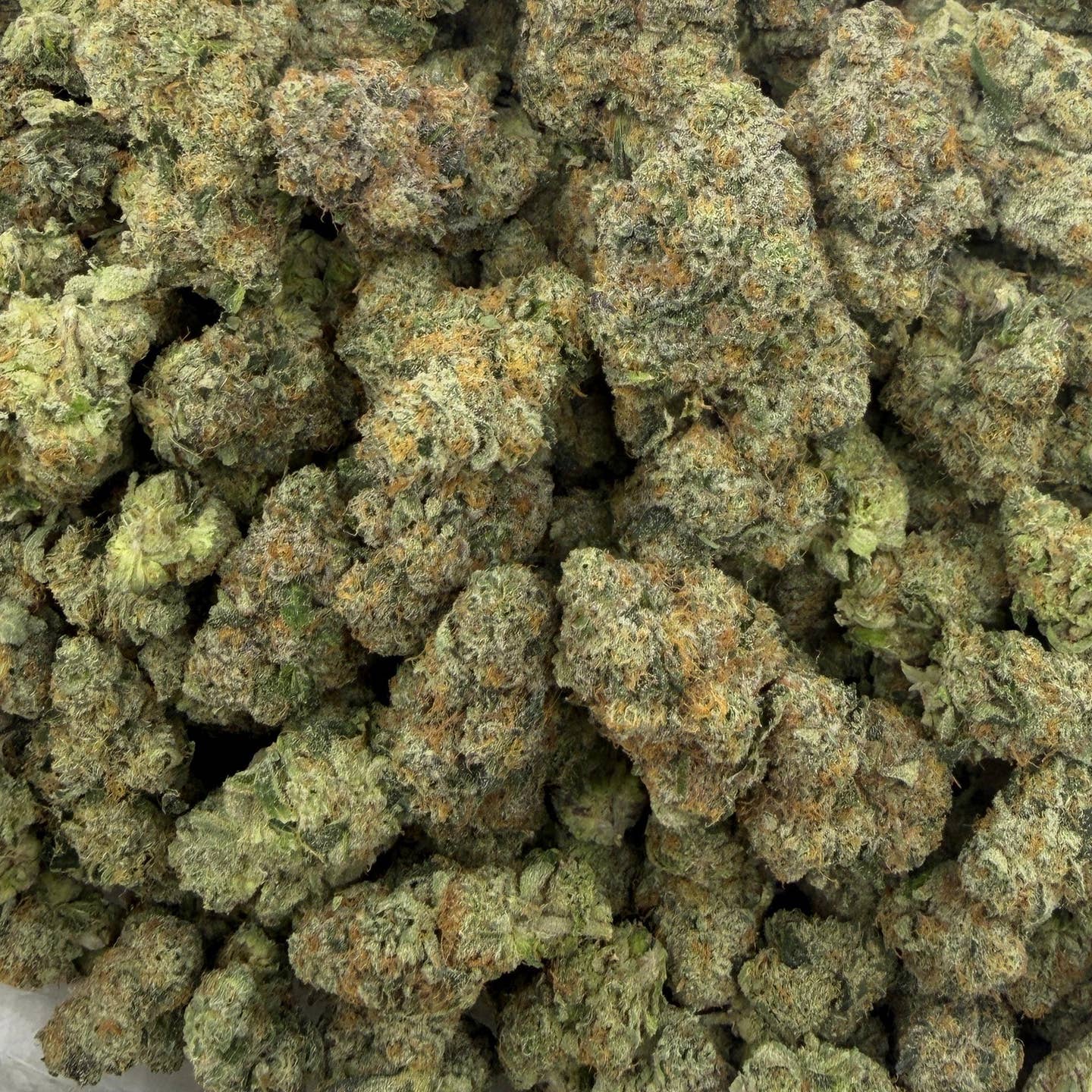 Moby Dick bulk THCA flower — Plain Jane 1 lb