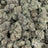 Modified Grapes bulk THCA flower — Plain Jane 1 lb