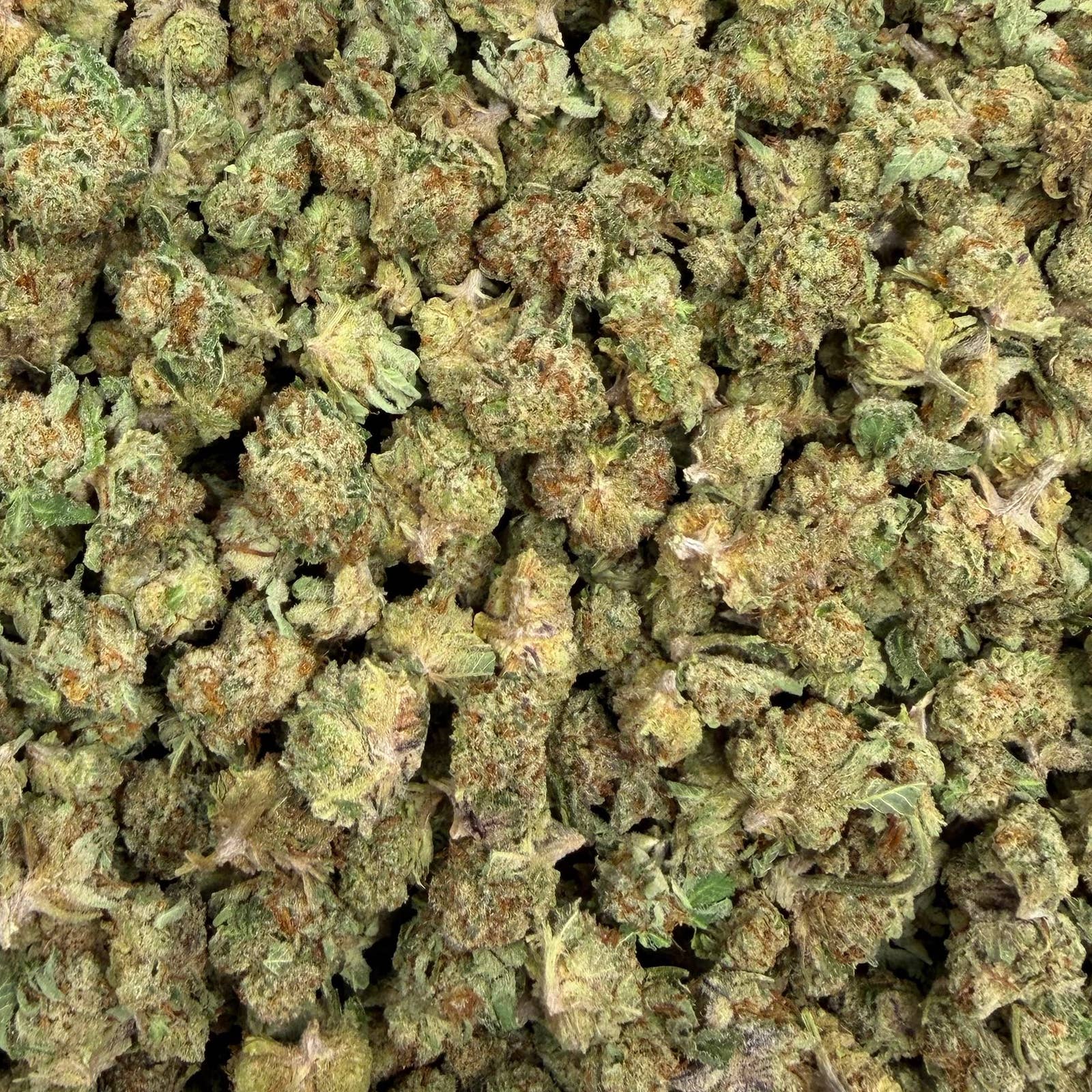 Mojito bulk THCA flower — Plain Jane 1 lb