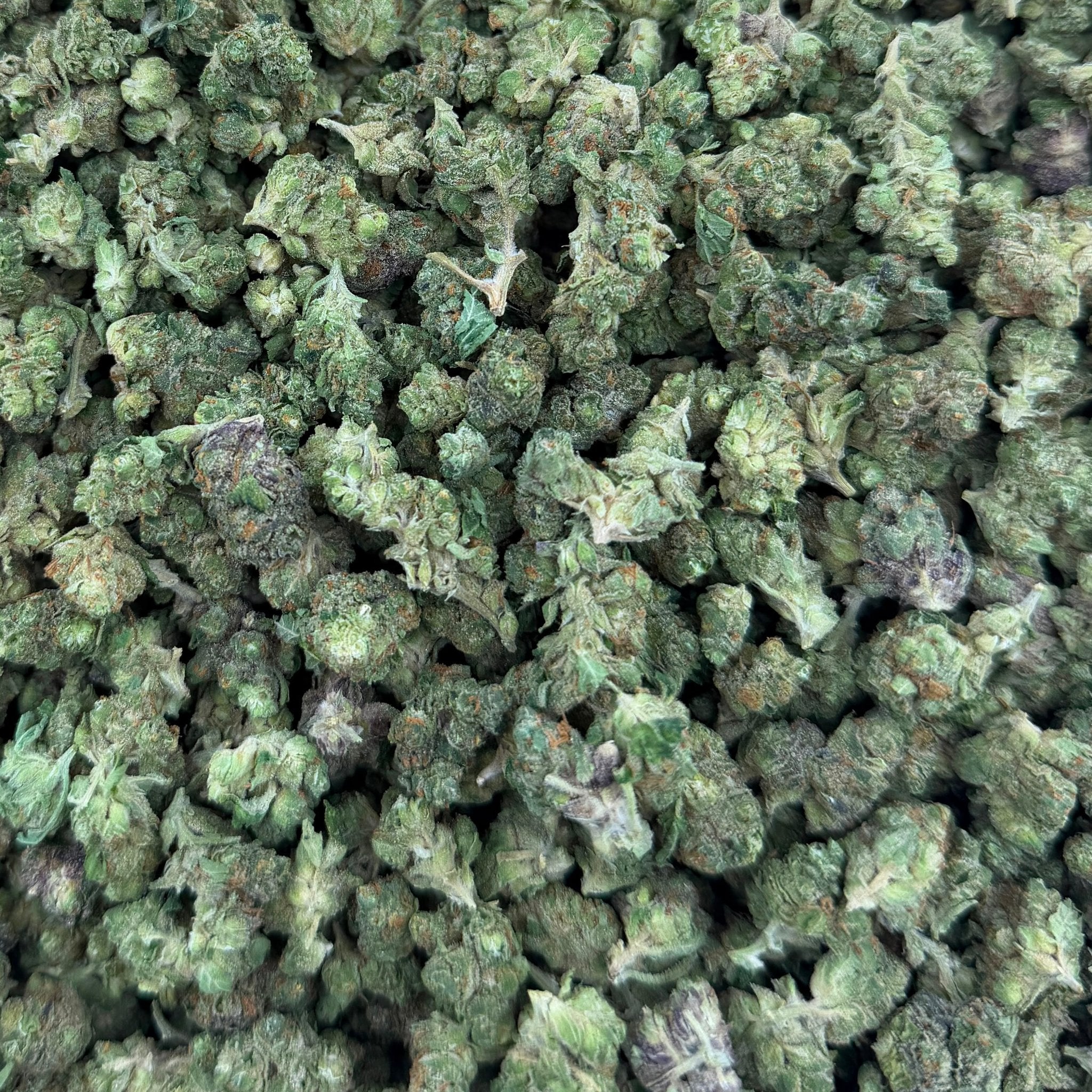 Mojito bulk THCA flower — Plain Jane 1 lb