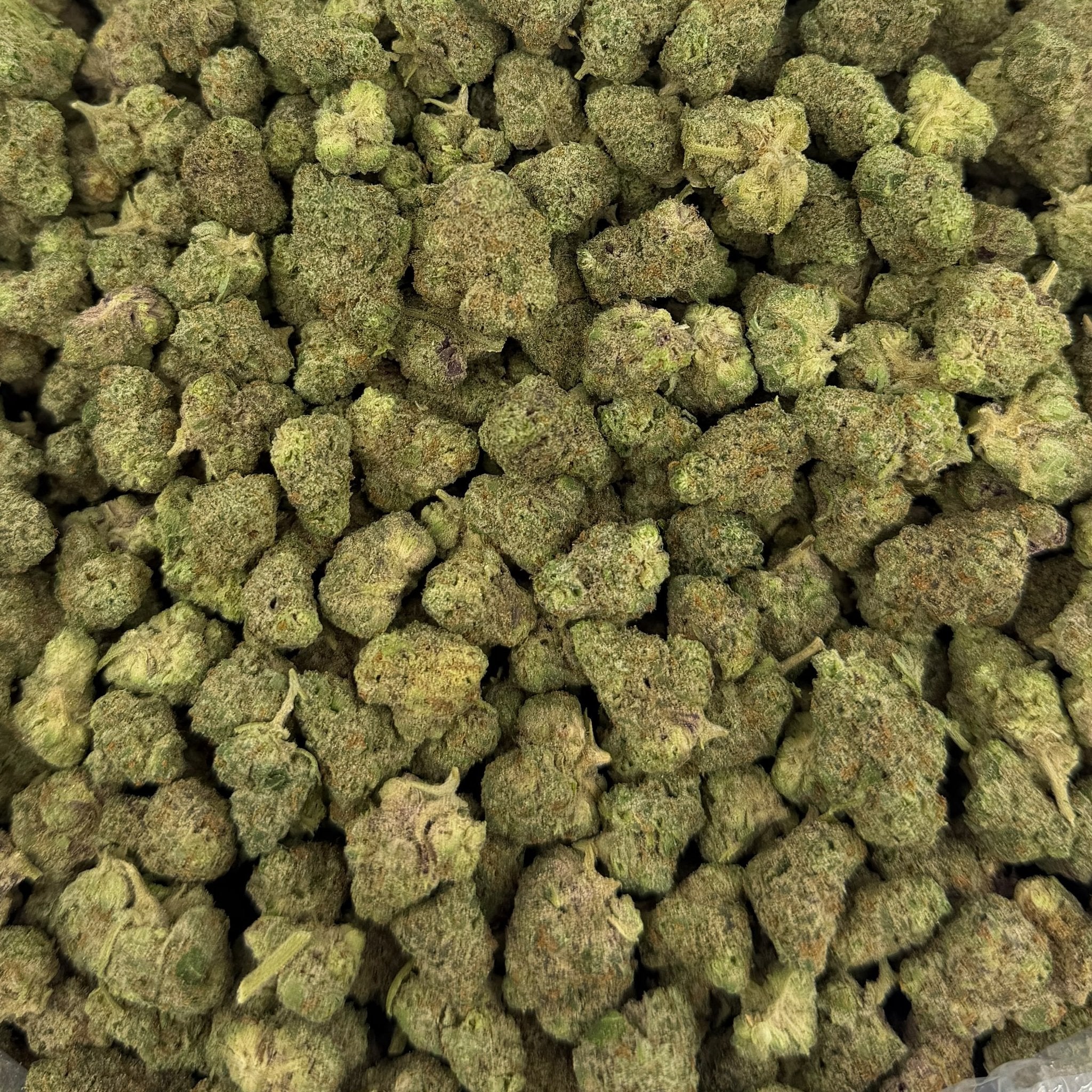 Motor Breath bulk THCA flower — Plain Jane 1 lb