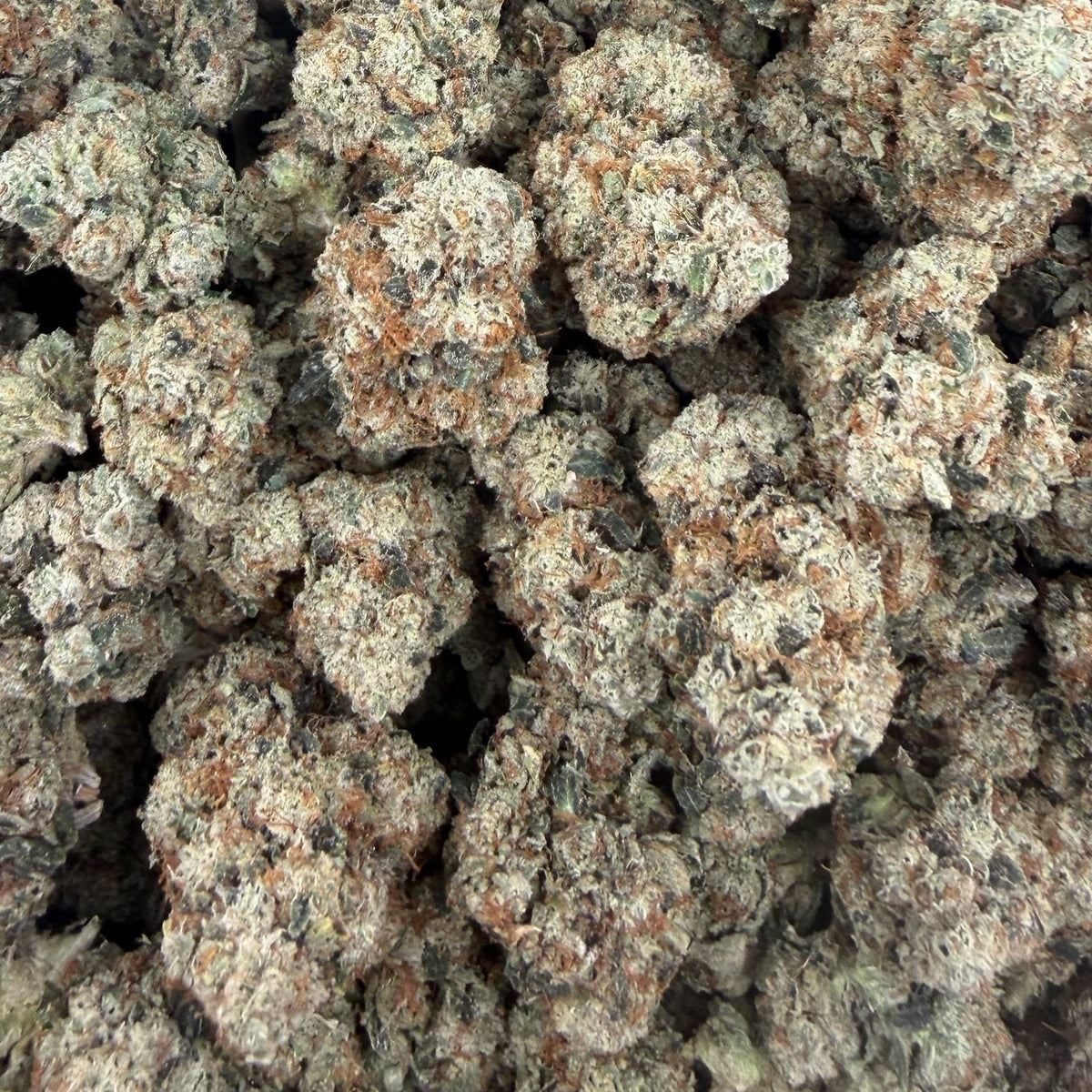 Motor Breath bulk THCA flower — Plain Jane 1 lb