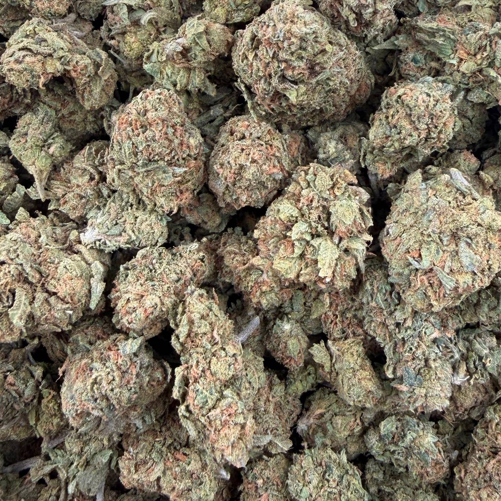 Orange Cookies bulk THCA flower — Plain Jane 1 lb