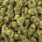 Orange Tree bulk THCA flower — Plain Jane 1 lb