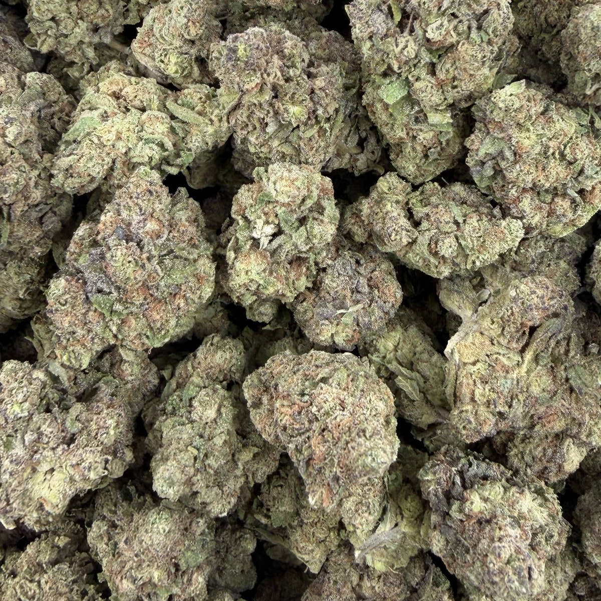 Oreoz Blizzard bulk THCA flower — Plain Jane 1 lb