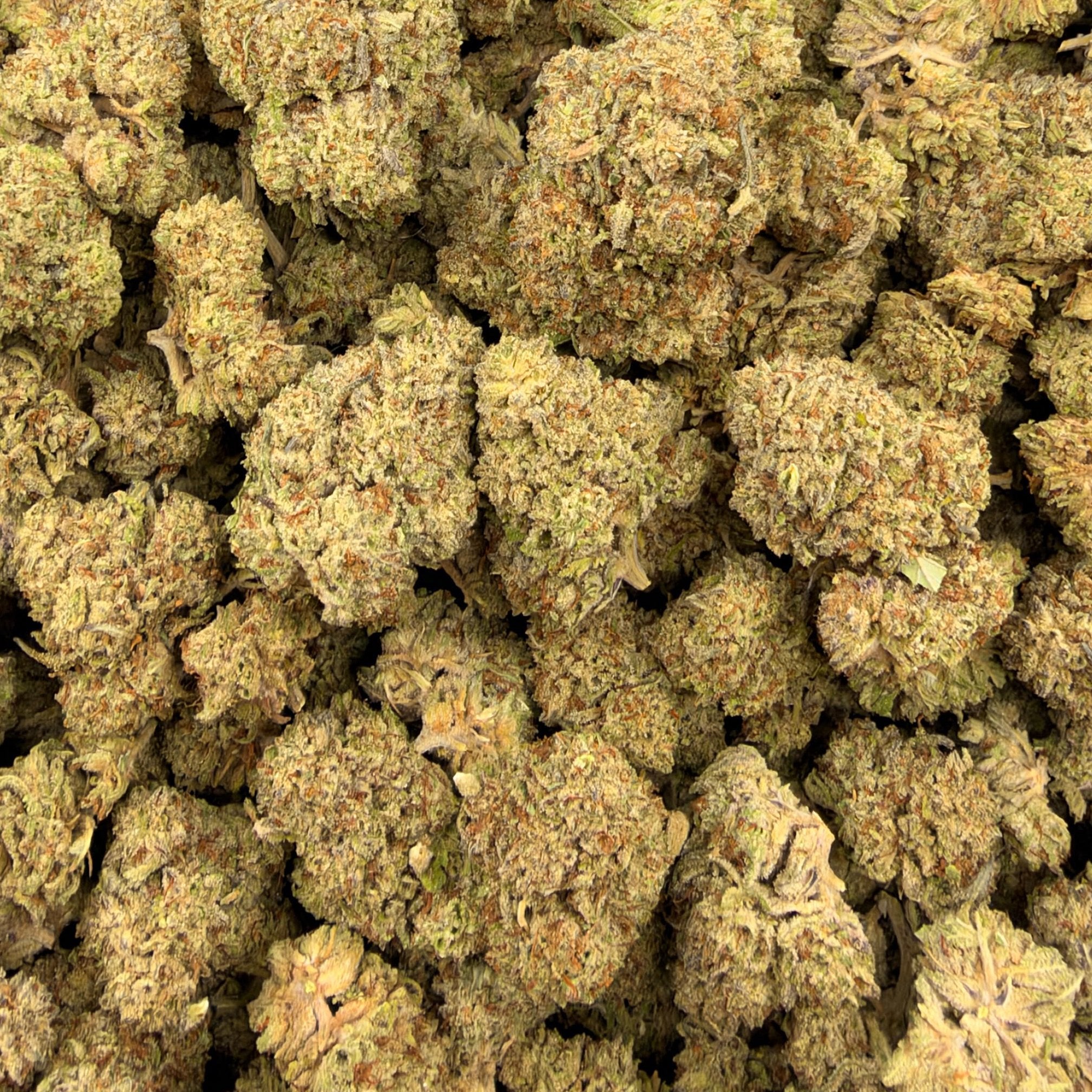 Oreoz bulk THCA flower — Plain Jane 1 lb