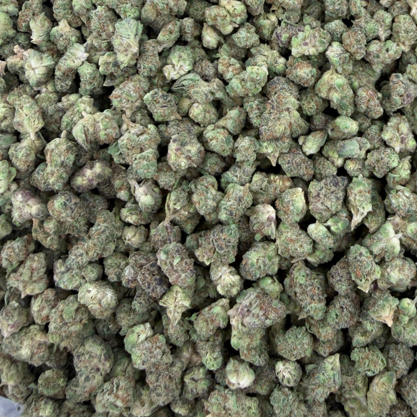 Papa Burger bulk THCA flower — Plain Jane 1 lb