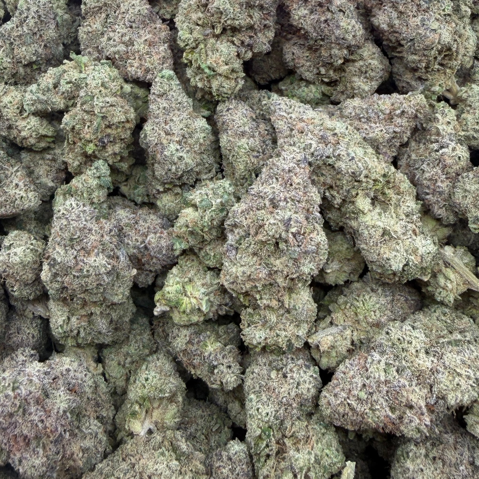 Papa Burger bulk THCA flower — Plain Jane 1 lb