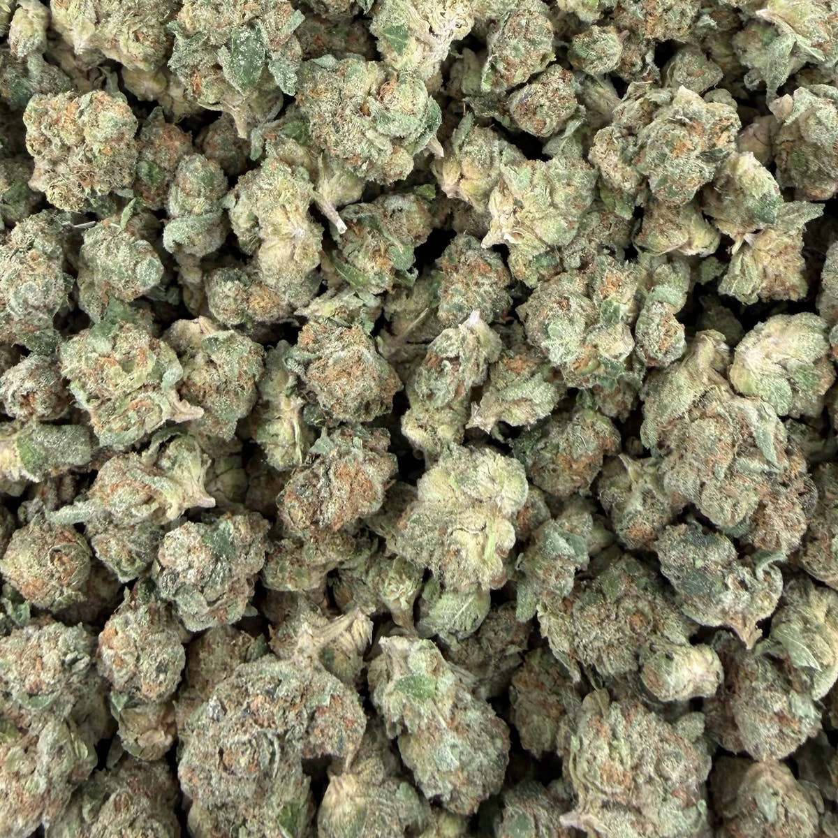 Papa Burger bulk THCA flower — Plain Jane 1 lb